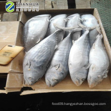 Frozen Strip Bonito Fish  for Sale